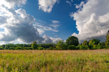 Sulu çayırlar, yaz aylarında çimenler ve gökyüzüne karşı çiçekler, Letonya kırsalında kabarık bulutlar..