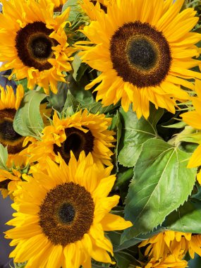 Ayçiçekleri yeşil yapraklardan oluşan arka planda başlarını yakın çekimde tutarlar. Doğal ayçiçeği arka planı. Ayçiçekli manzara