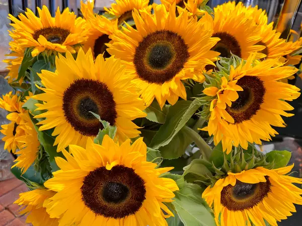 stock image Sunflowers head on a background of green leaves close-up. Natural sunflower background. Landscape with sunflowers