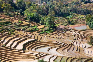 Rice terraces filled with water after rice harvesting in the mountains of Yunnan province, China. Aerial view of the rice field area, agricultural farms. clipart