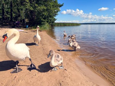 A pair of white swans took their little chicks for a walk on the shore of Kisezers lake in Riga. Latvia clipart