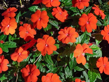 Flower group of Impatiens New Guineanus Divine Red in the garden on a bright sunny day clipart