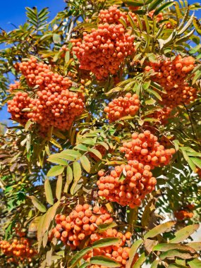 Geniş, olgun kızılcık sürüleri ya da dağ külleri, güneşli bir sonbahar gününde gül familyasının Sorbus cinsindeki çalılar ya da ağaçlardır.