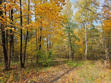 Riga 'daki karışık ormanın sonbahar manzarası ve sarı yapraklar. - Letonya. Temiz ortam kavramı.