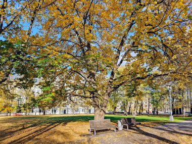 Riga, Letonya 'daki Esplanade parkında farklı türde ağaçlar ve çeşitli sonbahar yeşillikleri olan güzel bir şehir parkı.