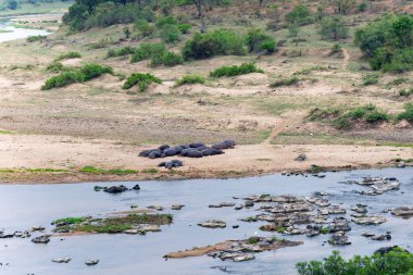 A herd of hippos rest on the banks of the Crocodile River in Kruger National Park, South Africa clipart