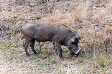 Güney Afrika 'daki Kruger Ulusal Parkı' nda bir yaban domuzu otluyor.