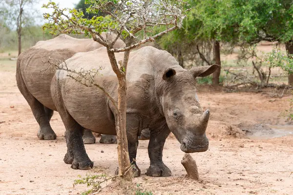 Hlane Ulusal Parkı veya Royal Hlane Ulusal Parkı 'nda bulunan nadir bir Afrika gergedanı, kuzeydoğu Svaziland, Afrika' da bulunur.