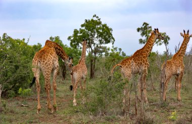 A family of giraffes graze in the savannah in Hlane National Park, or Royal Hlane National Park, is located in northeastern Swaziland, Africa clipart