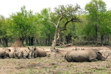 Hlane Ulusal Parkı 'ndaki yumuşak çamurda dinlenen Afrika siyah gergedanı sürüsü veya Royal Hlane Ulusal Parkı, kuzeydoğu Svaziland, Afrika' da yer almaktadır.