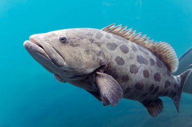 Patates orfoz balığı balığı, akvaryumdaki Epinefelinae alt familyasından bir balık türü