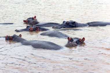 A large group or herd of African hippos or hippopotamuses in calm river water in Kruger National Park, South Africa clipart