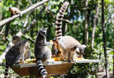 A group of ring-tailed lemurs dine on fruit at a feeding table in Monkeyland Primate Sanctuary. South Africa. clipart