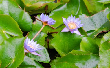 Büyük pembe nilüferlerle çevrili küçük bir gölet büyük yapraklarla çevrilidir.