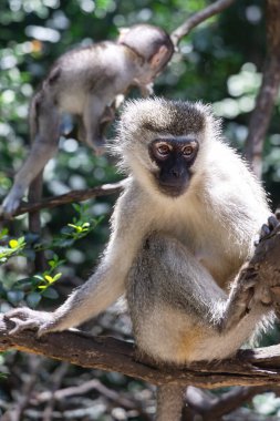 Black faced vervet monkey or Chlorocebus pygerythrus in Monkeyland Primate Sanctuary. South Africa. clipart