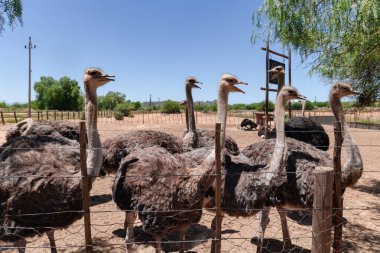 Yetişkin devekuşu yavruları, Oudtshoorn 'daki Highgate Devekuşu Çiftliği' ndeki yetişkinlerden ayrı bir yerde yaşarlar. Güney Afrika