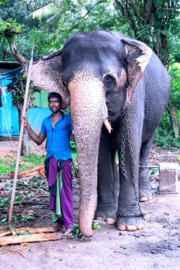 Sri Lanka, Sigirya, 18 Ocak 2025: Sarong giyen ve ucunda metal kanca olan uzun bir sopa tutan bir fil sürücüsü.