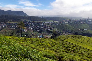 Nuwara Eliya, Sri Lanka 'da dağ çay tarlaları olan tepeler. Temiz dağ havası ve el yapımı çay..