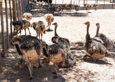 Yetişkin devekuşu yavruları, Oudtshoorn 'daki Highgate Devekuşu Çiftliği' ndeki yetişkinlerden ayrı bir yerde yaşarlar. Güney Afrika