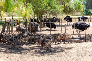 Grown-up ostrich chicks live in a separate enclosure from the adults at Highgate Ostrich Show Farm in Oudtshoorn. South Africa clipart