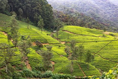 Sabahın erken saatlerinde Nuwara Eliya bölgesinde çay tarlaları olan dağ tepeleri. Sri Lanka