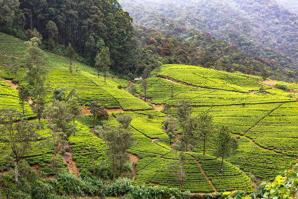 Горные холмы с чайными плантациями в районе Нувара-Элия рано утром облачно. Шри-Ланка
