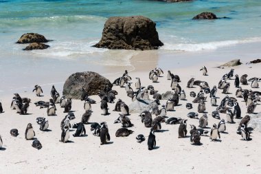 Büyük Afrika Penguenleri kolonisi (Spheniscus demersus) Boulders Sahili 'nde dev granit kayalar, Ümit Burnu, Güney Afrika