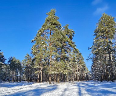 Riga, Letonya 'da kış güneşli bir günde beyaz kar ve yürüyüş yolları olan güzel kozalaklı bir orman. Soğuk kış havası.
