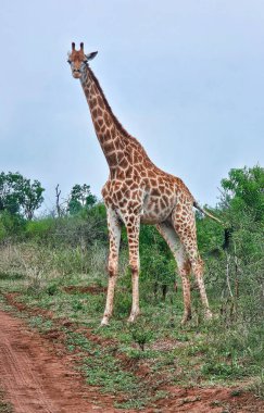 Hlane Ulusal Parkı veya Royal Hlane Ulusal Parkı 'nda otlayan zürafa kuzeydoğu Svaziland, Afrika' da yer almaktadır.