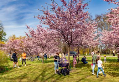 LATVIA, RIGA, APRIL, 30, 2025 - Riga sakinleri ve konukları Riga, Letonya 'daki bahar Zafer Parkı' nda kiraz çiçekleri arasında yeşil çimlerde dinleniyor