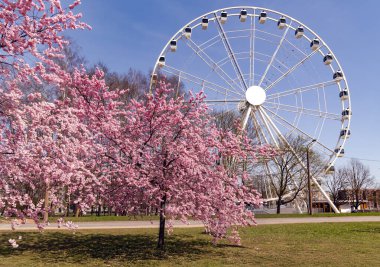 Zafer Parkı, Riga 'da çiçek açan sakura ağaçlarının yanındaki yeni beyaz dönme dolap. Letonya