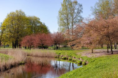 Zafer Parkı, Riga, Letonya sahilinde kiraz çiçekli küçük göletli güneşli bahar manzarası.
