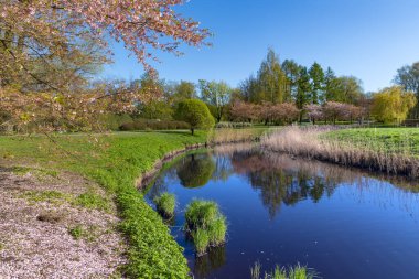 Zafer Parkı, Riga, Letonya sahilinde kiraz çiçekli küçük göletli güneşli bahar manzarası.