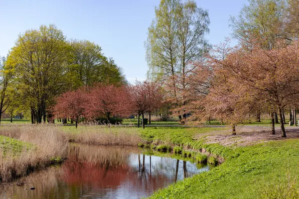 Zafer Parkı, Riga, Letonya sahilinde kiraz çiçekli küçük göletli güneşli bahar manzarası.