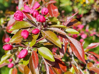 Geniş, mor erik tomurcukları ve açık bir bahar gününde genç yapraklar.