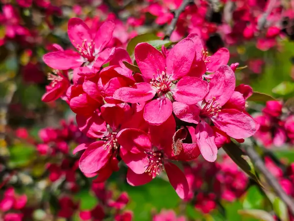 Açık bir bahar gününde, yeşil bir bahçenin arka planına yakın planda, büyük, mor, çiçek açan, uzun erik çiçekleri.