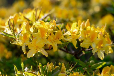 Japon sarı yapraklı rhododendron (Rhododendron molle japonicum) yaklaşır