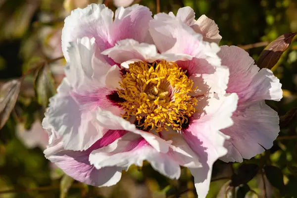 Büyük beyaz şakayık çiçeği, leylak merkezli ve sarı erkek organlı.