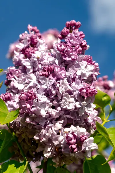Siringa Montaigne terry leylağının büyük bir dalı mavi gökyüzünde yeşil yapraklarla.