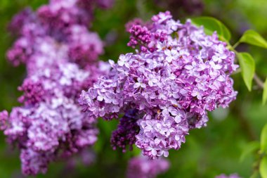 Şırınga Montaigne terry leylağından büyük bir dal.