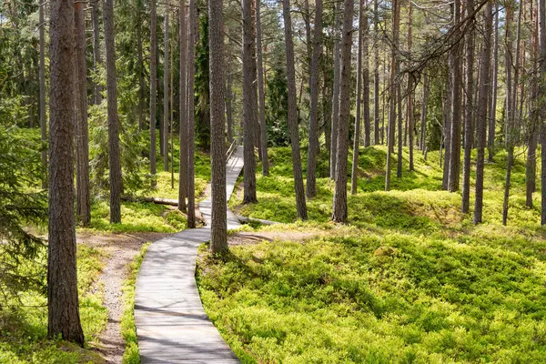 Riga, Letonya 'daki Baltık Denizi' ne giden bir çam ormanındaki yaban mersini tarlalarından geçen ahşap yollar. Çevreye önem verme kavramı.