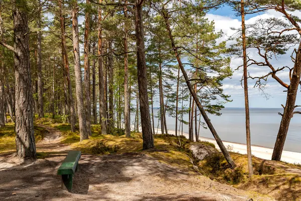 Letonya 'daki Baltık Denizi' ne bakan bir çam ormanındaki ahşap bank. Sakin ve huzurlu bir tatil kavramı