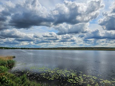 Geniş tatlı su nehri Lielupe Jurmala 'da kabarık bulutların arkaplanına karşı kıyıya yakın çiçekli su zambakları ile. Temiz çevre kavramı.