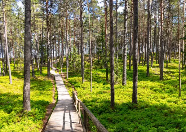 Riga, Letonya 'daki Baltık Denizi' ne giden bir çam ormanındaki yaban mersini tarlalarından geçen ahşap yollar. Çevreye önem verme kavramı.