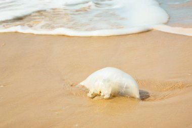 Jelatinli, zehirli olmayan bir denizanası ıslak kumda bir deniz dalgası tarafından karaya vurmuş..