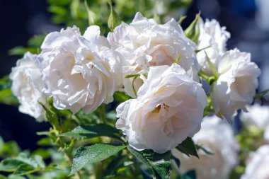 Çiçek açan bahçede sabah çiğ taneleri, yazın manzarası olan yemyeşil çay gülleri (Kormecaso)