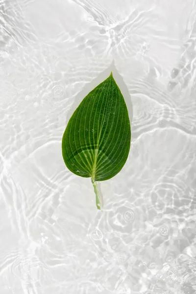 Зеленые Листья Узлов Синем Фоне Воды Крупным Планом Белая Текстура Лицензионные Стоковые Изображения