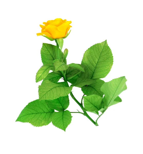 Beautiful Yellow Rose White Isolated Background Flat Lay Top View 图库照片
