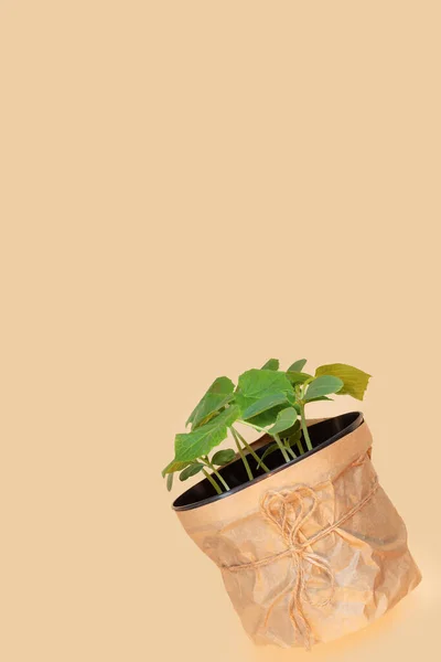 温室内の早春に成長する植物 鍋にカボチャとキュウリの苗 — ストック写真