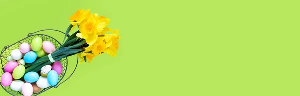 一束黄色的水仙花 背景是绿色的复活节彩蛋 带水仙的复活节横幅 概念设计 免版税图库图片